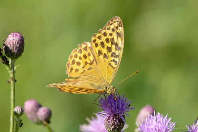 Argynnis paphia - nagy gyöngyházlepke