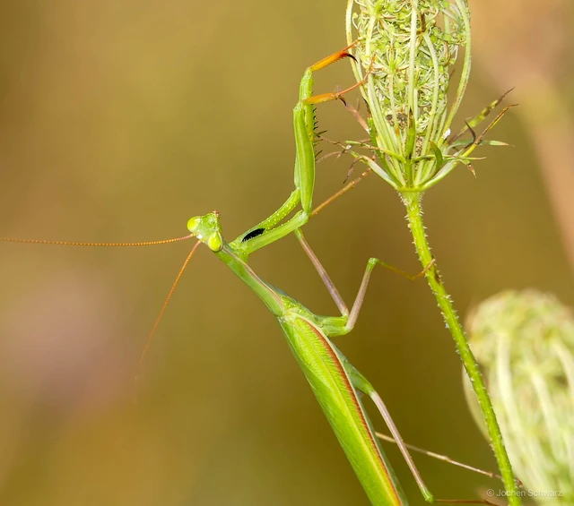 Mantodea - Fogólábúak