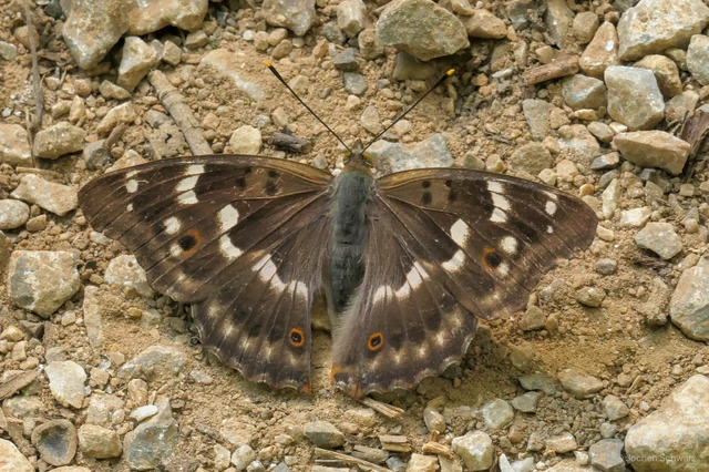 Apatura ilia - kis színjátszólepke
