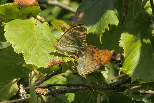 Argynnis paphia - nagy gyöngyházlepke