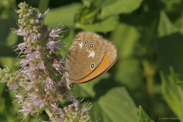 Coenonympha glycerion - közönséges szénalepke