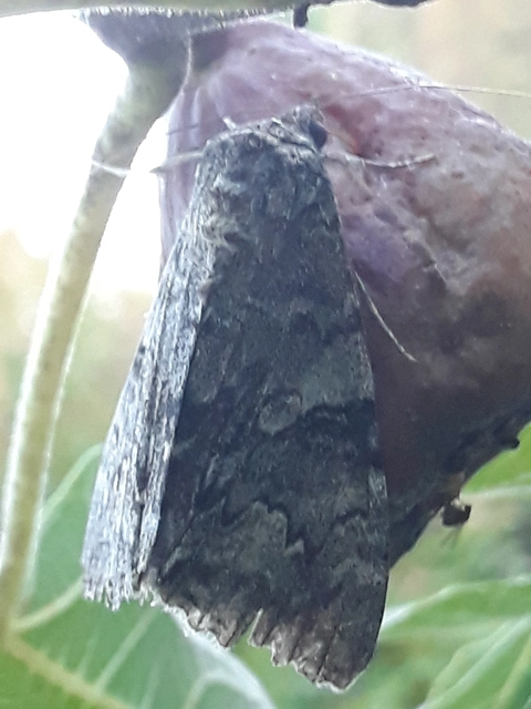 Catocala nupta - piros övesbagoly