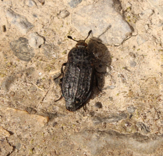 Thanatophilus rugosus - ripacsos dögbogár