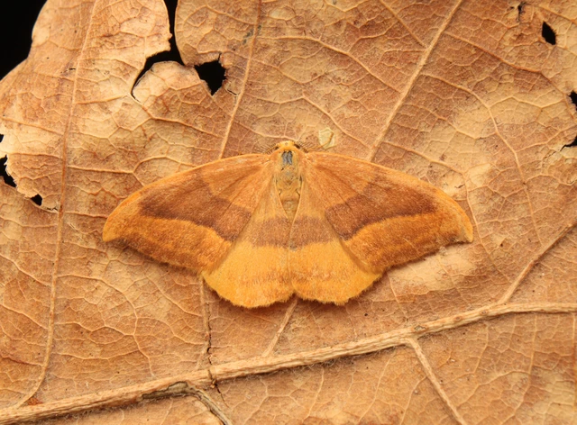 Watsonalla cultraria - bükkfa-sarlósszövő
