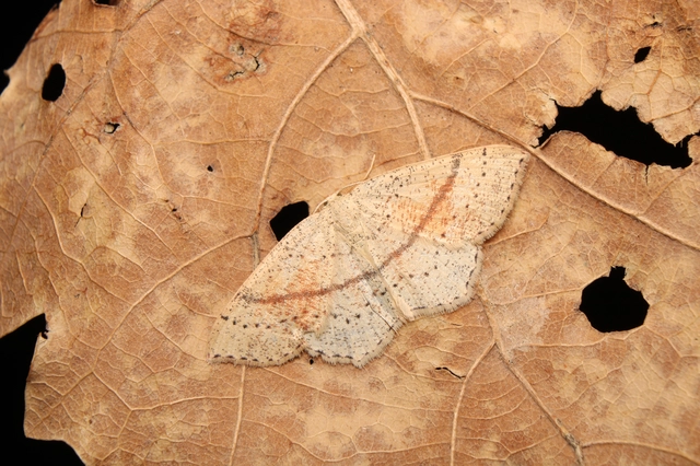 Cyclophora punctaria - sávos pettyesaraszoló