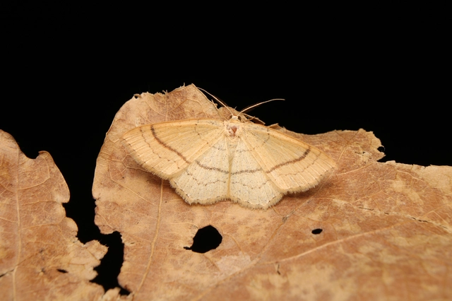 Cyclophora linearia - vonalas pettyesaraszoló