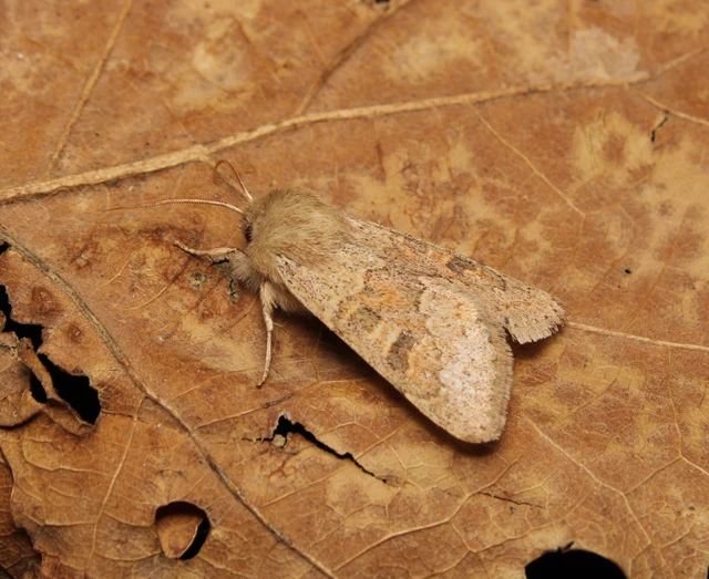 Orthosia miniosa - sárgás barkabagoly