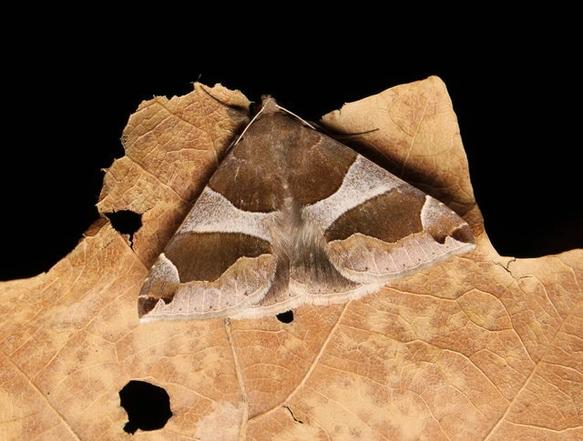 Dysgonia algira - déli porcelánbagoly