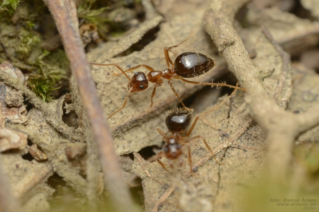 Prenolepis nitens - ragyogóhangya