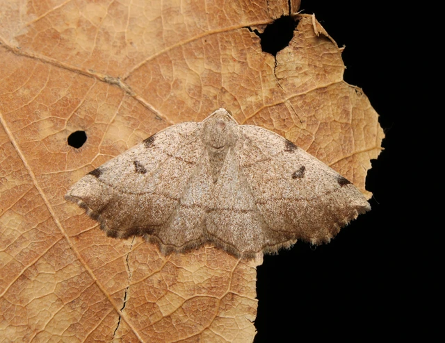 Eilicrinia trinotata - háromjegyű araszoló