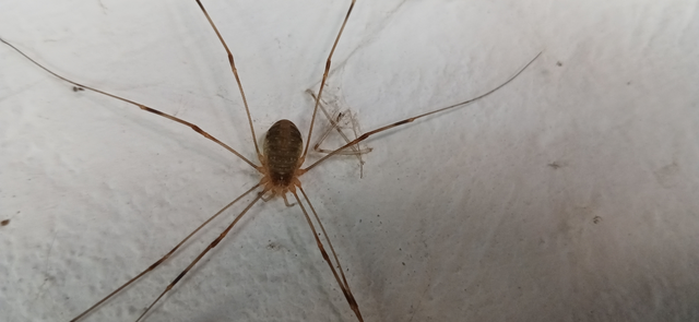 Opiliones - Kaszáspókok