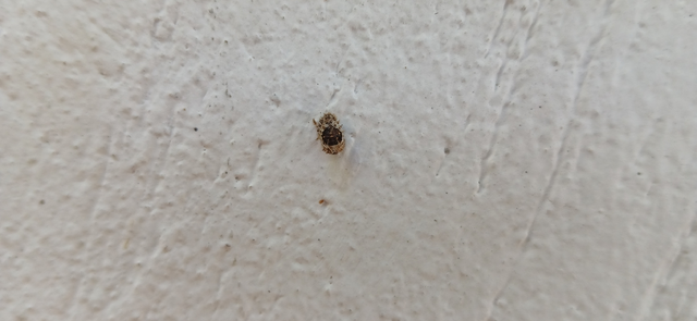 Exochomus quadripustulatus - négyfoltos szerecsenkata