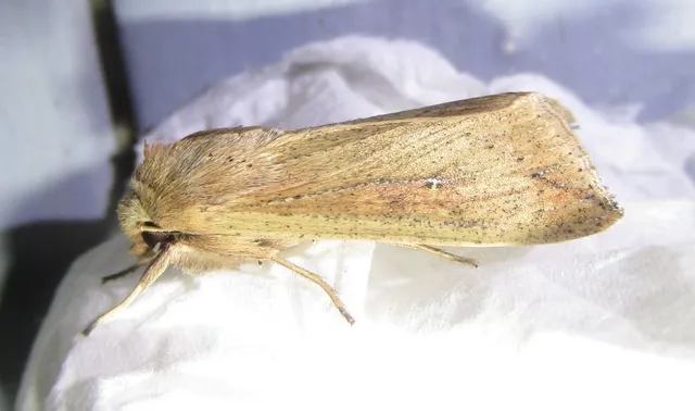 Mythimna unipuncta - hordabagoly