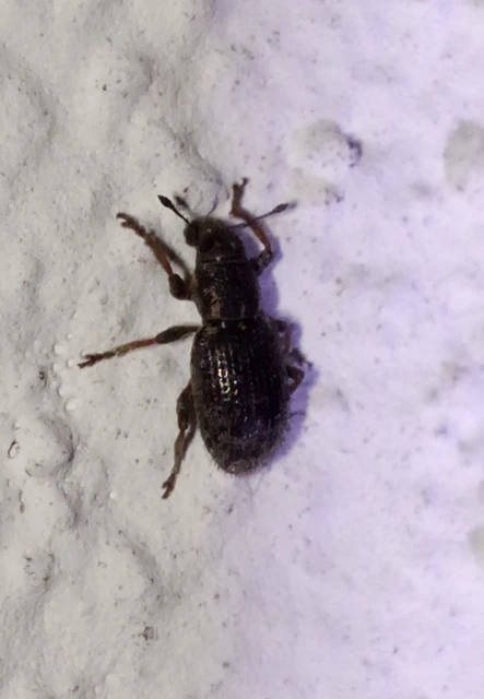 Sitona hispidulus - szőrös csipkézőbogár