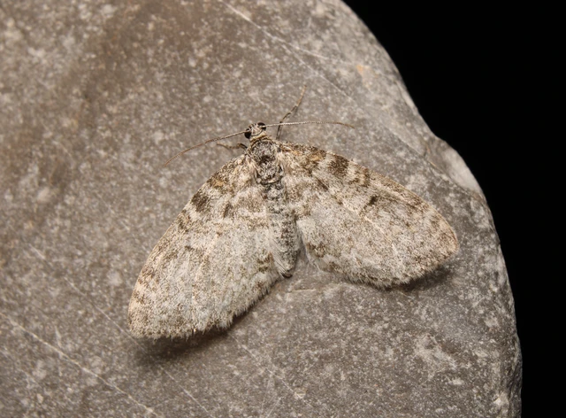 Lobophora halterata - szárnyfüggelékes araszoló