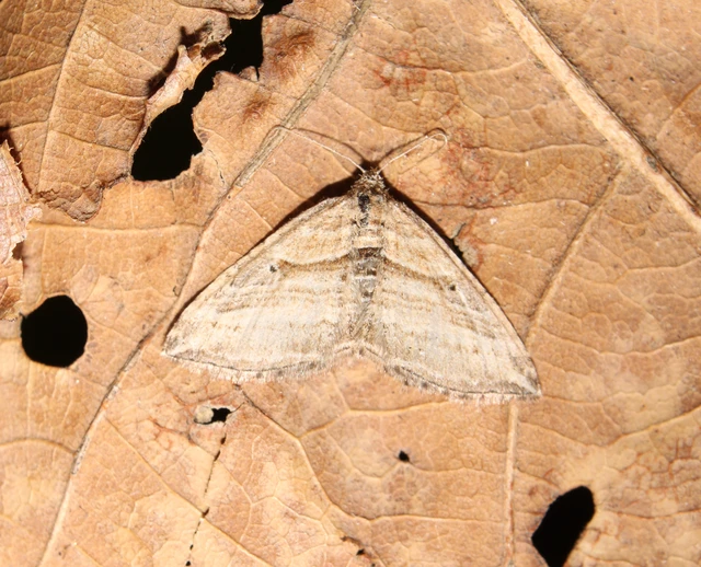Costaconvexa polygrammata - soksávú araszoló