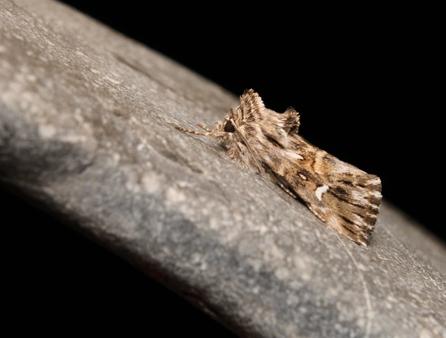 Calophasia lunula - gyújtoványfű-apróbagoly