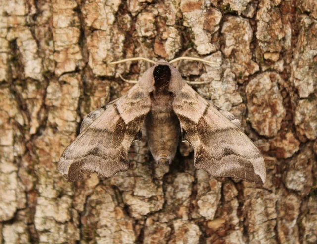 Smerinthus ocellatus - esti pávaszem
