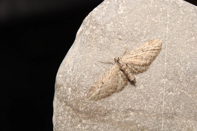 Eupithecia ochridata - mezeiüröm-törpearaszoló
