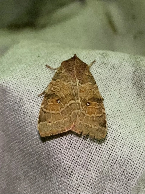 Cirrhia ocellaris - fakó sárgabagoly