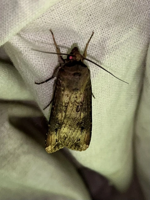 Agrotis ipsilon - nagy földibagoly