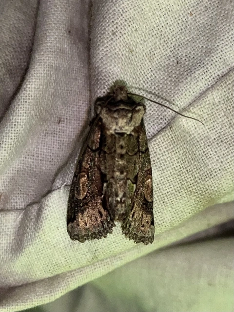 Allophyes oxyacanthae - galagonyabagoly