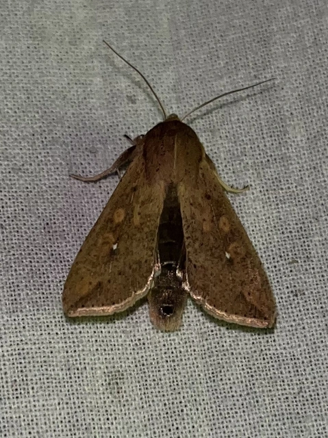 Mythimna unipuncta - hordabagoly