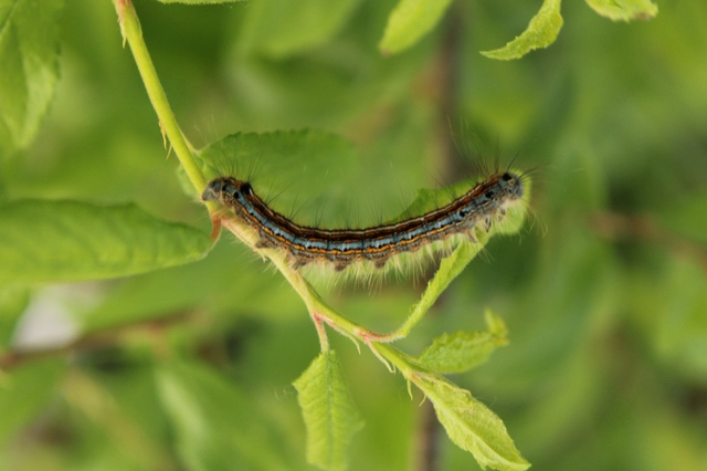 Malacosoma neustria - gyűrűsszövő