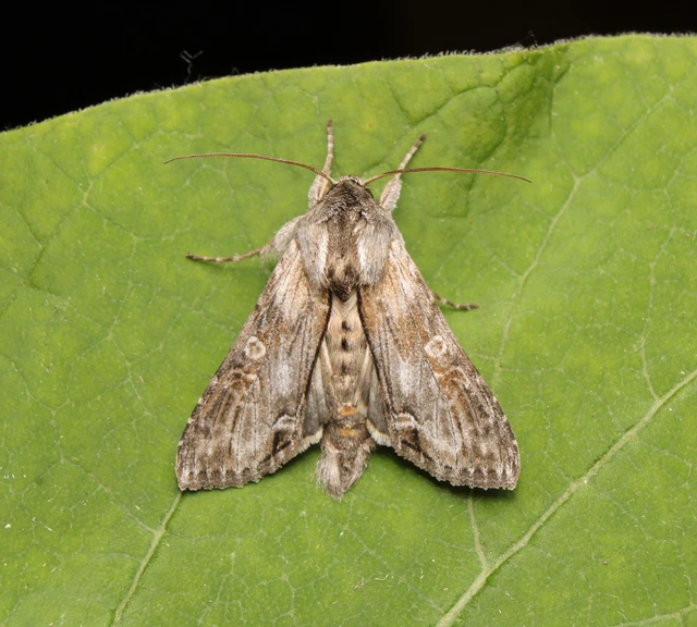 Cucullia gnaphalii - aranyvessző-csuklyásbagoly