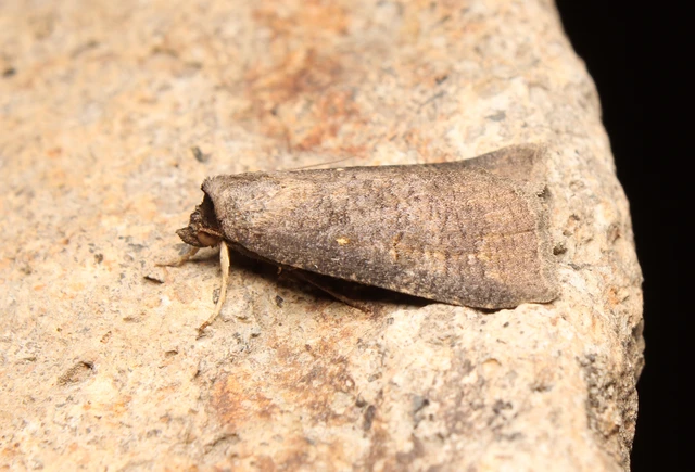 Lygephila procax - fekete csüdfűbagoly