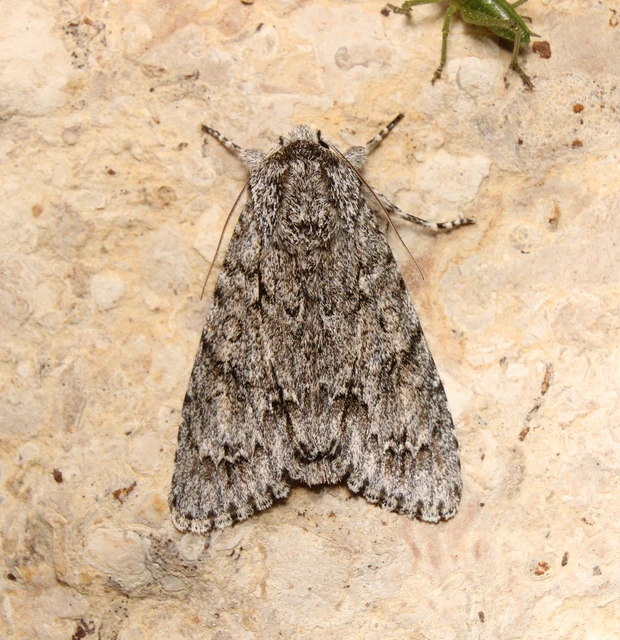Acronicta aceris - vadgesztenye-szigonyosbagoly