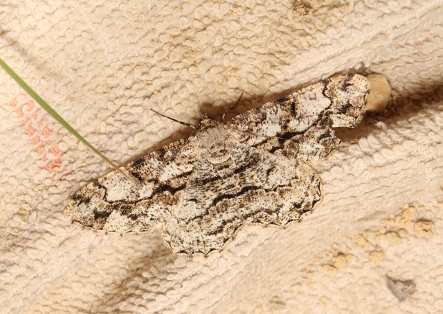 Peribatodes umbraria - fagyal-faaraszoló
