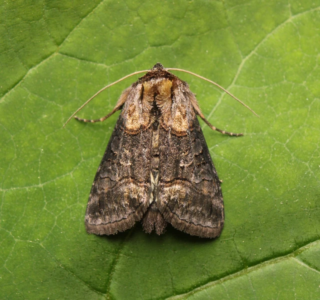 Abrostola asclepiadis - barnaövű csalánbagoly