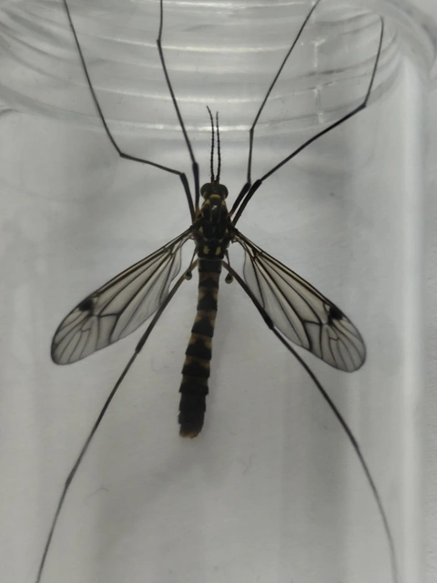 Nephrotoma