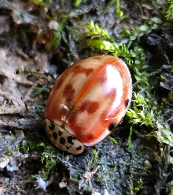 Harmonia quadripunctata - négypettyes katica