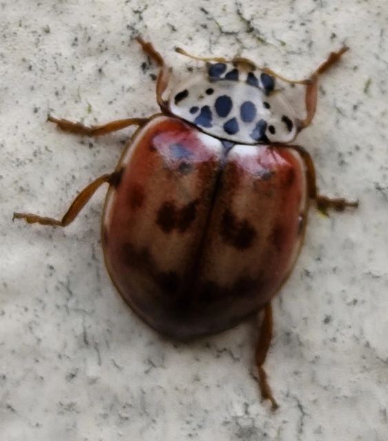Harmonia quadripunctata - négypettyes katica