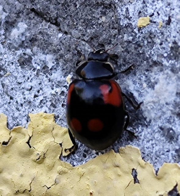 Adalia bipunctata - kétpettyes katica