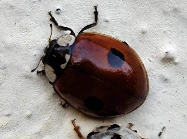 Adalia bipunctata - kétpettyes katica