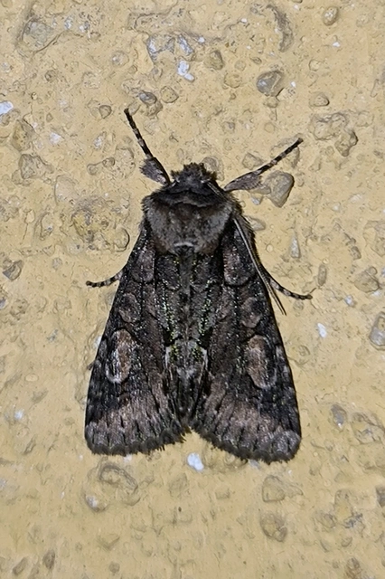 Allophyes oxyacanthae - galagonyabagoly