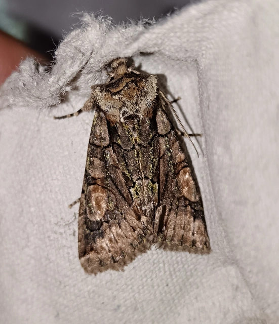 Allophyes oxyacanthae - galagonyabagoly