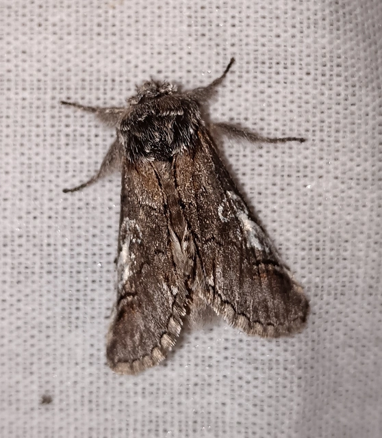Diloba caeruleocephala - őszi kékesbagoly
