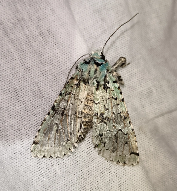 Griposia aprilina - őszi zöldbagoly