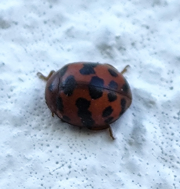 Subcoccinella vigintiquatuorpunctata - lucernaböde