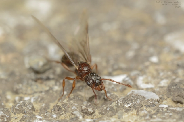 Myrmica specioides - pusztai bütyköshangya