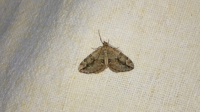 Thera juniperata - boróka-araszoló