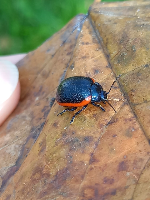 Chrysolina rossia - trapézhátú szegélyeslevelész