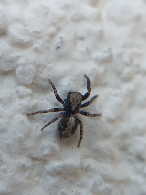 Pseudeuophrys lanigera - szobai ugrópók