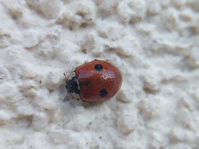 Adalia bipunctata - kétpettyes katica