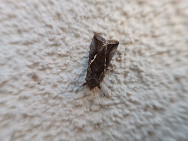 Macdunnoughia confusa - cseppfoltos ezüstbagoly