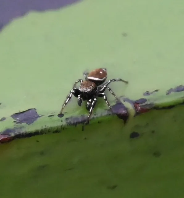 Heliophanus